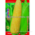 High Yield High Quality Hybrid F1 Bulk Sweet Corn Seed For Sale